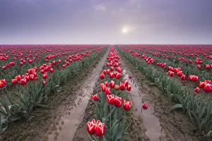 Images Dated 20th November 2018: USA, Washington State, Skagit Valley. Rows of red tulips and sky