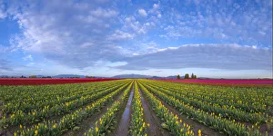 Images Dated 20th November 2018: USA, Washington State, Skagit Valley. Rows of tulips and sky
