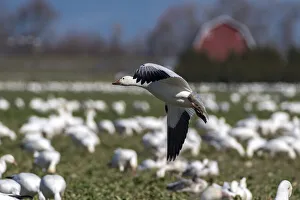 Images Dated 12th May 2020: USA, Washington State, Skagit Valley. Lesser snow geese flock