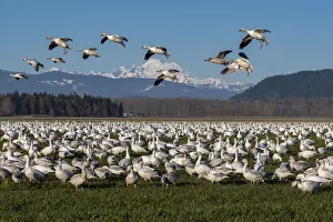 Images Dated 12th May 2020: USA, Washington State, Skagit Valley. Lesser snow geese flock