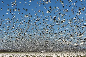 USA, Washington State, Skagit Valley. Lesser snow geese flock takeoff