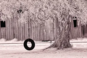 USA, Washington State, Skagit Valley, Old willow tree and tire rope swing
