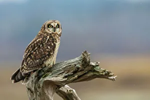 Images Dated 3rd December 2022: USA, Washington State. Skagit Valley. Short-eared owl