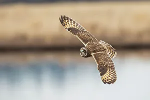 Hunting Prints: USA, Washington State. Skagit Valley. Short-eared owl in flight