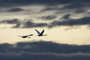 Swan Prints: USA, Washington State. Skagit Valley, tundra swans flying, winter storm clouds