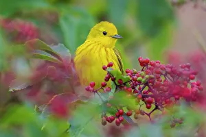 Berry Prints: USA, Washington State. Skagit Valley, yellow warbler among wild Hawthorn berries