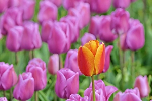 Images Dated 17th September 2024: USA, Washington State, Skagit Valley, Lone orange tulip amongst pink tulips