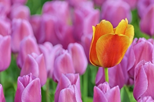 Images Dated 17th September 2024: USA, Washington State, Skagit Valley, Lone orange tulip amongst pink tulips