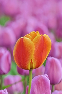 Images Dated 17th September 2024: USA, Washington State, Skagit Valley, Lone orange tulip amongst pink tulips