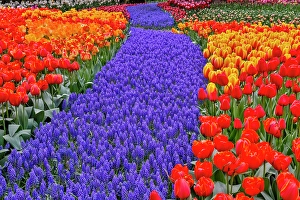 Images Dated 17th September 2024: USA, Washington State, Skagit Valley. Garden display with tulips and grape hyacinth
