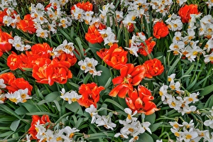 Images Dated 17th September 2024: USA, Washington State, Skagit Valley. Red, Orange tulips and Narcissus