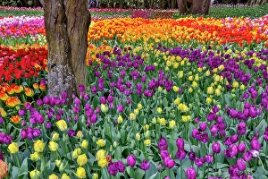 Images Dated 17th September 2024: USA, Washington State. Skagit Valley, tulips blooming in garden