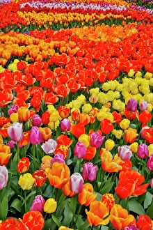 Images Dated 17th September 2024: USA, Washington State. Skagit Valley, tulips blooming in garden