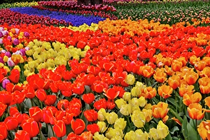 Images Dated 17th September 2024: USA, Washington State. Skagit Valley, tulips blooming in garden