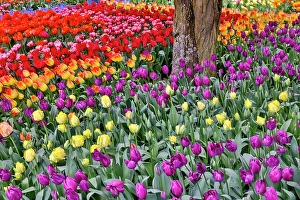 Images Dated 17th September 2024: USA, Washington State. Skagit Valley, tulips blooming in garden