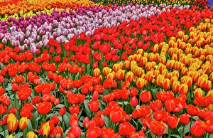 Images Dated 17th September 2024: USA, Washington State. Skagit Valley, tulips blooming in garden