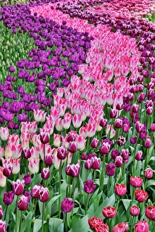 Images Dated 17th September 2024: USA, Washington State. Skagit Valley, tulips blooming in garden