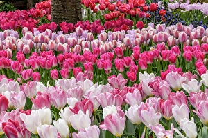 Images Dated 17th September 2024: USA, Washington State. Skagit Valley, tulips blooming in garden