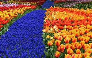 Images Dated 17th September 2024: USA, Washington State, Skagit Valley. Garden display with tulips and grape hyacinth