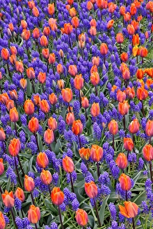 Images Dated 17th September 2024: USA, Washington State, Skagit Valley. Garden display with tulips and grape hyacinth