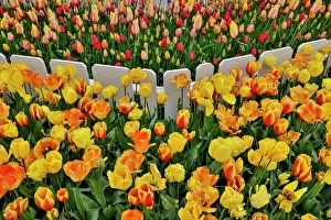 Images Dated 17th September 2024: USA, Washington State. Skagit Valley, tulips blooming in garden