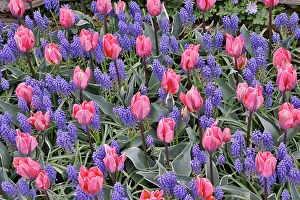 Images Dated 17th September 2024: USA, Washington State, Skagit Valley. Garden display with tulips and grape hyacinth