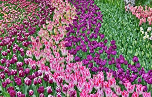 Images Dated 17th September 2024: USA, Washington State. Skagit Valley, tulips blooming in garden