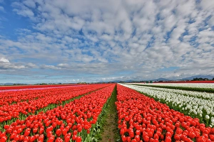 Images Dated 17th September 2024: USA, Washington State. Skagit Valley, tulips grown in field