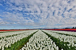 Images Dated 17th September 2024: USA, Washington State. Skagit Valley, tulips grown in field