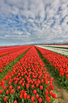 Images Dated 17th September 2024: USA, Washington State. Skagit Valley, tulips grown in field