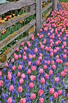 Images Dated 17th September 2024: USA, Washington State, Skagit Valley. Garden display with tulips and grape hyacinth