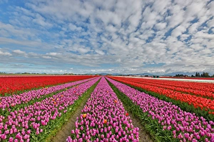 Images Dated 17th September 2024: USA, Washington State. Skagit Valley, tulips grown in field