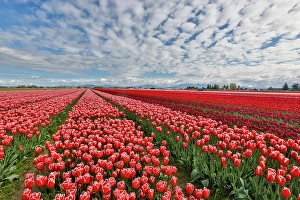 Images Dated 17th September 2024: USA, Washington State. Skagit Valley, tulips grown in field
