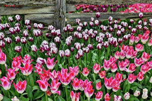 Images Dated 17th September 2024: USA, Washington State. Skagit Valley, tulips blooming in garden