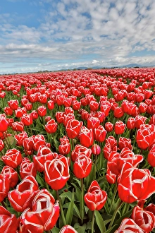 Images Dated 17th September 2024: USA, Washington State. Skagit Valley, tulips grown in field