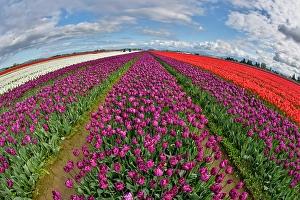 Images Dated 17th September 2024: USA, Washington State. Skagit Valley, tulips grown in field
