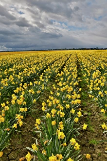 Images Dated 17th September 2024: USA, Washington State, Skagit Valley. Yellow Daffodils growing in field