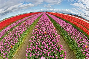 Images Dated 17th September 2024: USA, Washington State. Skagit Valley, tulips grown in field