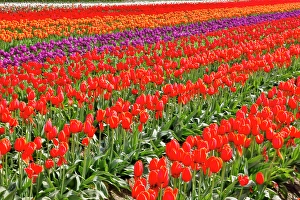 Images Dated 17th September 2024: USA, Washington State. Skagit Valley, tulips grown in field