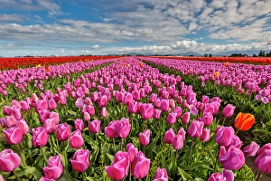 Images Dated 17th September 2024: USA, Washington State. Skagit Valley, tulips grown in field