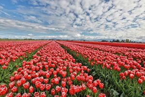 Images Dated 17th September 2024: USA, Washington State. Skagit Valley, tulips grown in field