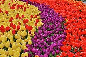 Images Dated 17th September 2024: USA, Washington State. Skagit Valley, tulips blooming in garden