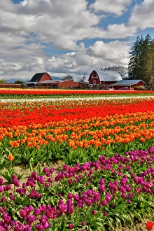Images Dated 17th September 2024: USA, Washington State, Skagit Valley