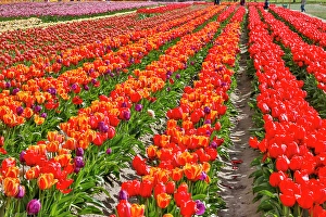 Images Dated 17th September 2024: USA, Washington State. Skagit Valley, tulips grown in field