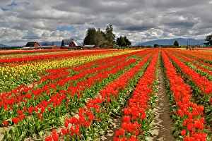 Images Dated 17th September 2024: USA, Washington State, Skagit Valley