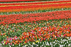 Images Dated 17th September 2024: USA, Washington State. Skagit Valley, tulips grown in field