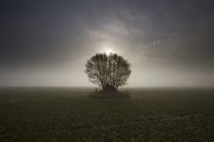 Backlit Prints: USA, Washington State. Skagit Valley tree in fog