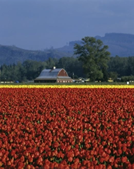 Logging Prints: USA, Washington State, Skagit Valley, tulip field