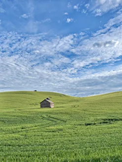 Images Dated 27th April 2021: USA, Washington State, Small barn and tracks in wheat field