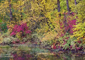 Images Dated 13th June 2022: USA, Washington State, small pond near Easton surrounded by fall colored trees